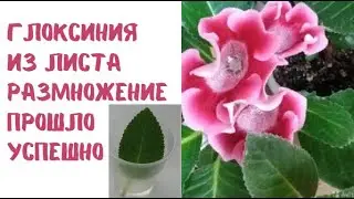 Глоксиния из листика Размножение прошло успешно Показываю результат