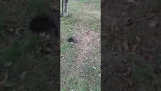 Появился бельчонок Чернышкин