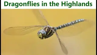 Dragonflies in the Scottish Highlands   Dragonfly Tour Ep 18
