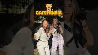 The ONLY city in the world ruled by CATS...🐱