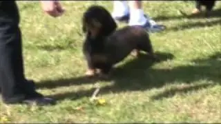 Pola at Guildford Open Show