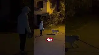 Ce chien est un influenceur fitness