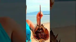 ЧУЖИЕ... НА ОЗЕРЕ КАПЧАГАЙ!!! Тайны Капчагая. 