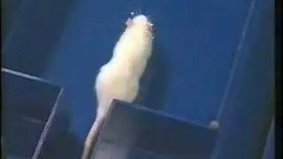 Ratas en el laberinto IV