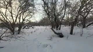 Охота на зайца, Камчатка, 18 01 23
