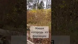 Форзиция цветет🍀Середина марта 🍀 Живая изгородь из форзиции. Двойная живая изгородь.