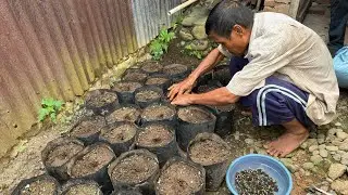 Beli Bibit Sawit PPkS 540 Langsung Semai