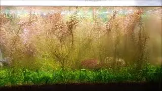 Plant Aquarium