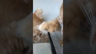 Кошачьи истории 23😏☺️ 