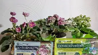Большой секрет торфобрикетов против маленьких фиалок