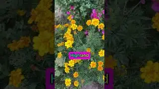Слово внутри слова #shorts #английский #английскийснуля #island #highland #land #madamsheko