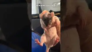 Pet Rats Start Training To Fly!