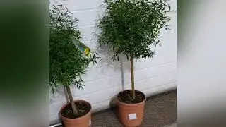 Папуана. Microcitrus papuanа LIMETTA PAPUANA