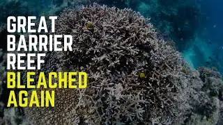 Mass Coral Bleaching: A Threat to the Great Barrier Reef