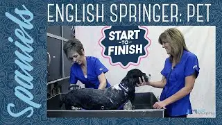 Trailer: Start to Finish! English Springer Spaniel Pet Trim