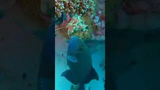 Коричневый псевдобалихт синий спинорог