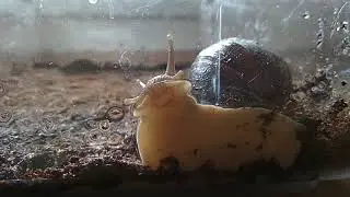 улитка смешно пьёт  воду 😊