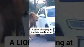 Aggressive Lion 🦁 #shorts #wildlife #trending #youtubeshorts