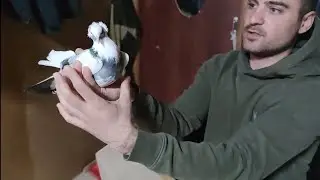 Иммунитет голубям все просто оказывается pigeon