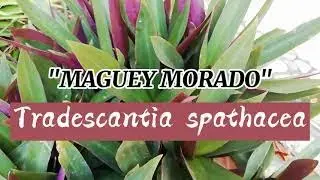 @maguey morado