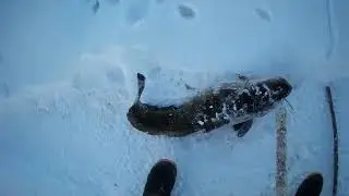 Проверка крючков на налима 10 01 2024