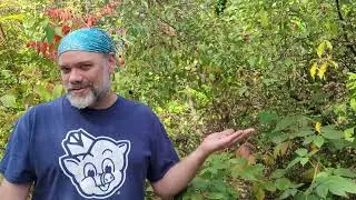 Autumn Olive (Elaeagnus umbellata) with The Mushroom Hunter