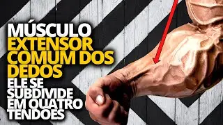 MÚSCULO EXTENSOR COMUM DOS DEDOS
