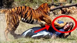 Top 10 Moments Where Humans were Eaten Alive By Animals