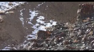 Snow leopard mating Ladakh