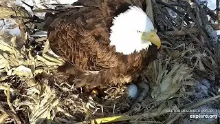 Decorah Eagles  🥚🦅 HM lays First Egg of the season 2023 (explore.org 02 25 2023)