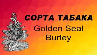 СОРТ ТАБАКА Golden Seal Burley. Семена табака.