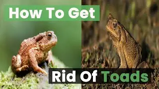 Toad Invasion Alert: 3 Ways to Get Rid of Toads in Your Yard