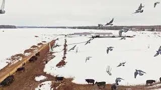 Cow Sorting - Happy Farm
