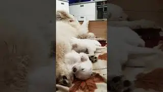 БЕСКОНЕЧНОСТЬ ЧУВСТВ