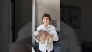 Когда сказали, что собака должна защищать... Автор: mazurov