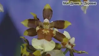 Камбрия посаженная в закрытую систему с ЦЕОФЛОРОЙ!
