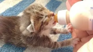 Foster Kitten Program