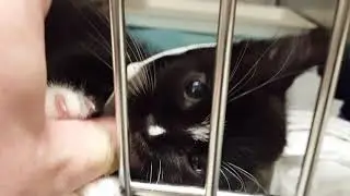 one ear baby Kat 2