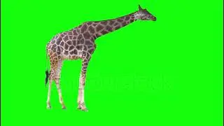 4k Green Screen Giraffe Eating videos #viral #shorts #video ##animals