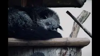 RARE ANIMALS IN THE PHILIPPINES