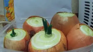 Мой огород )))