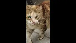 Cat boop 