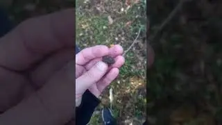 Царское кольцо в лесу