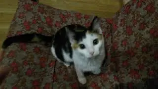 Наша киска ИРИСКА