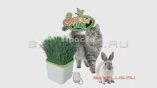 Проращивание витаминной травы для домашних животных