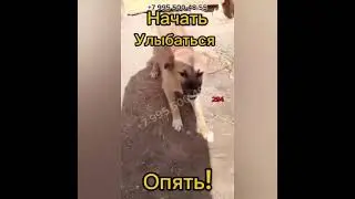 НЕ ОТКАЖИТЕ Ей В ПОМОЩИ... Собака Улыбака попала в беду!!!  У нее перелом со смещением (
