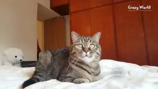 СМЕШНЫЕ КОТЫ часть 6 / ПРИКОЛЫ С КОТАМИ / FUNNY CATS