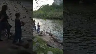 Утиный рай.