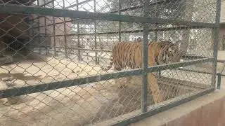 Dangerous tiger attack on boy in zoo.