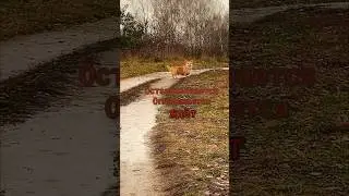 Вот так, даже в прошивной дождь, мой корни пасёт меня